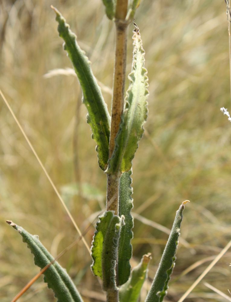 Image of Silene viscosa specimen.