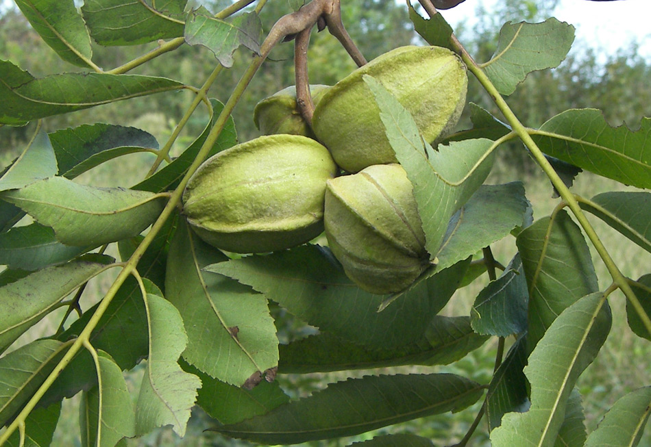 Изображение особи Carya illinoinensis.