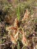 Eriophorum angustifolium. Соцветие. Хабаровский край, Ванинский р-н, окр. пос. Высокогорный, верховое сфагновое болото. 02.06.2012.