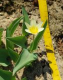 Tulipa berkariensis. Цветущее растение. Москва, в культуре из южного Казахстана, горы Казыкурт. 03.05.2009.