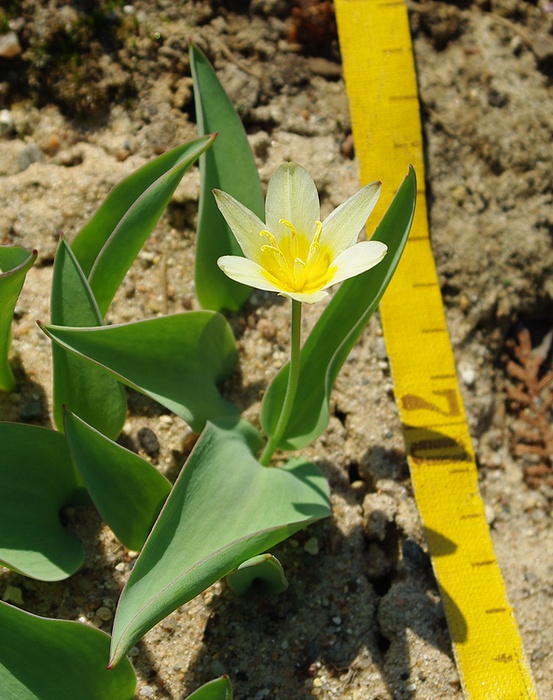 Изображение особи Tulipa berkariensis.