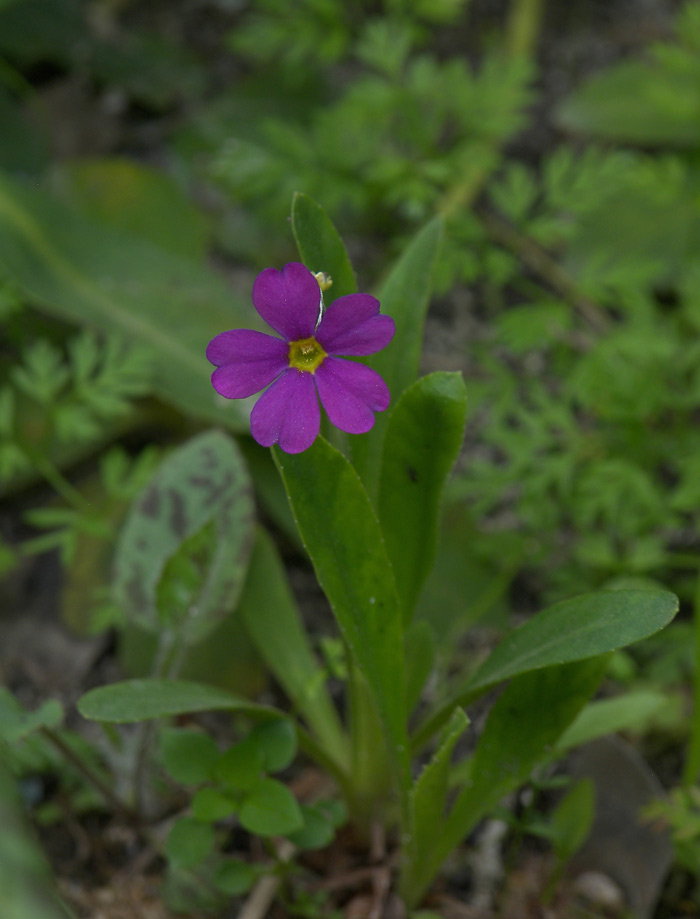 Изображение особи Primula rusbyi.