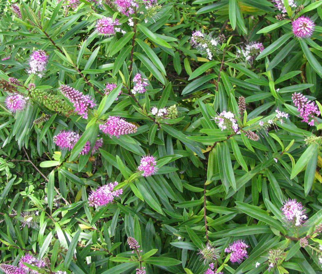 Image of Hebe carnea specimen.
