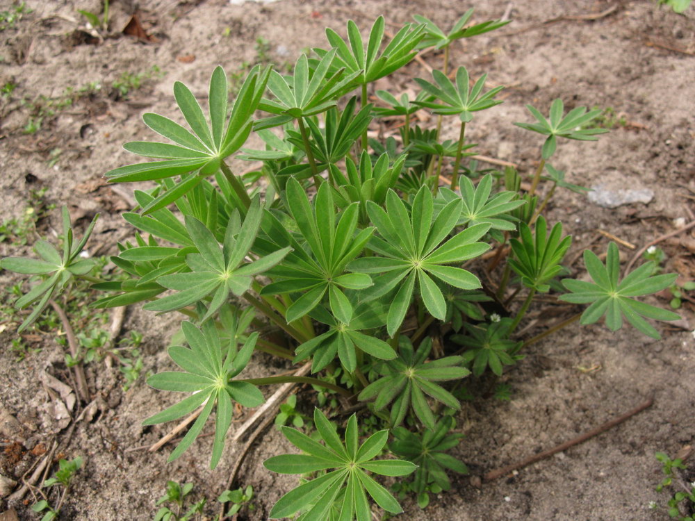 Изображение особи Lupinus polyphyllus.
