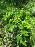 Mahonia aquifolium. Растение с незрелыми плодами. Украина, Южный берег Крыма, возле Ялты. 03.06.2009.