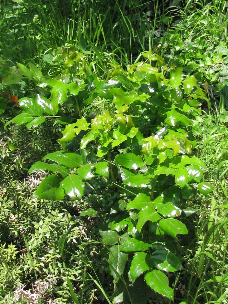 Изображение особи Mahonia aquifolium.