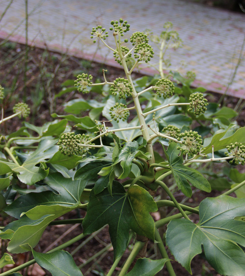 Изображение особи Fatsia japonica.