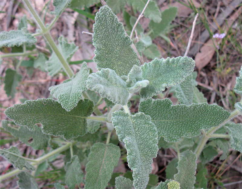 Image of Salvia dominica specimen.