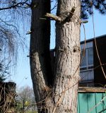 Pinus nigra. Два ствола взрослого дерева. Германия, г. Кемпен, у частных гаражей. 05.03.2013.