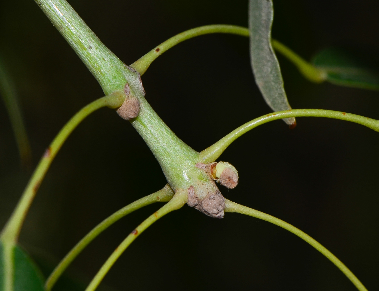 Изображение особи Brachychiton rupestris.