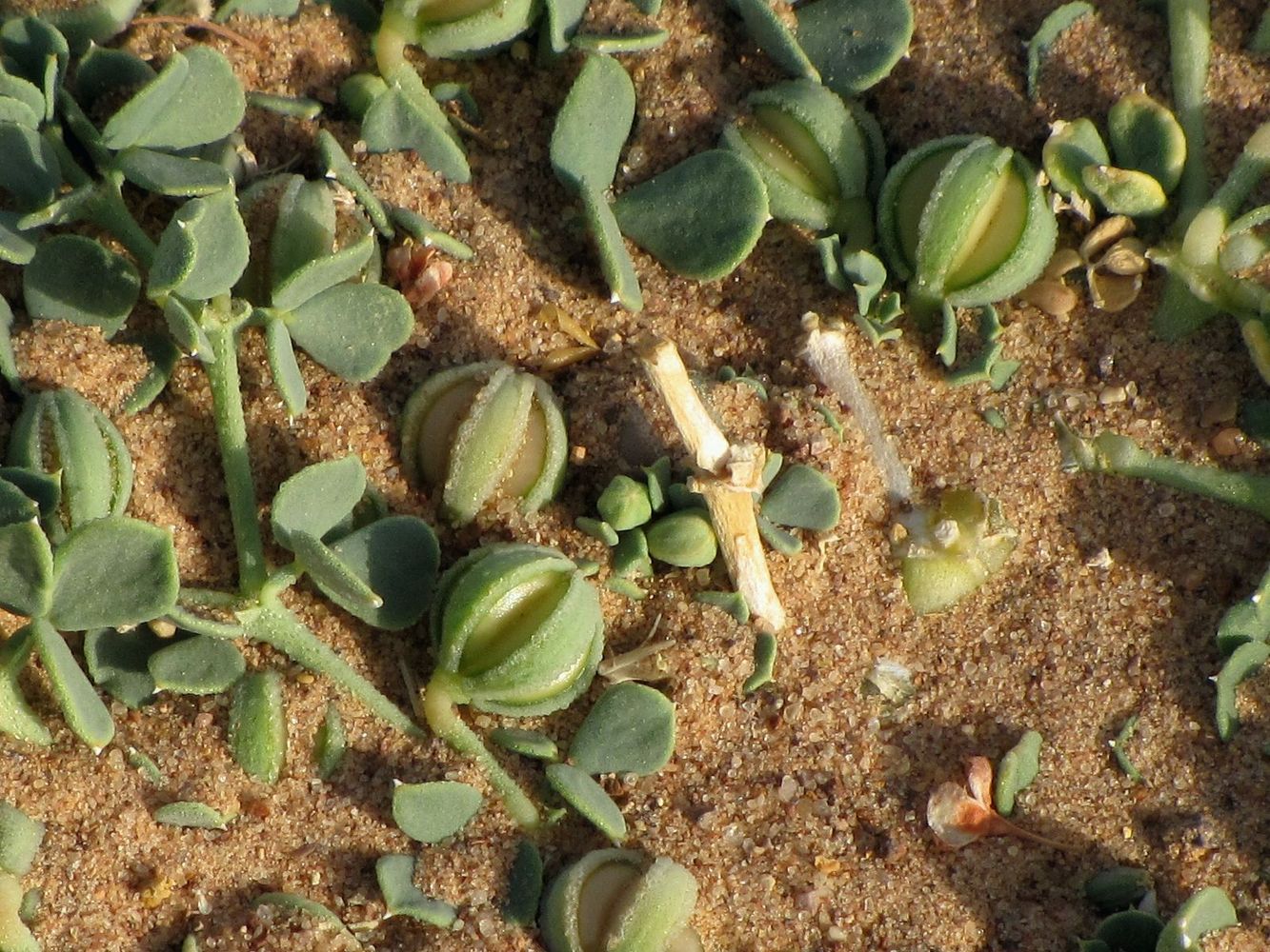 Image of Seetzenia lanata specimen.