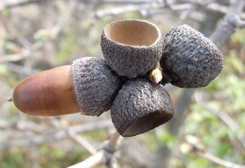 Изображение особи Quercus pubescens.