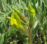 Astragalus henningii. Соцветие. Украина, Донецкая обл., окр. г. Новоазовск, НПП \"Меотида\", глинистый склон коренного берега к Еланчанскому поду. 20.04.2013.