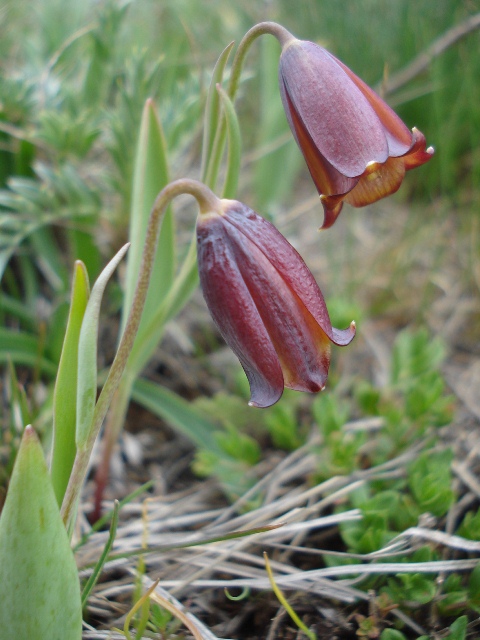 Image of Fritillaria pinardii ssp. hajastanica specimen.