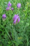 Astragalus onobrychis