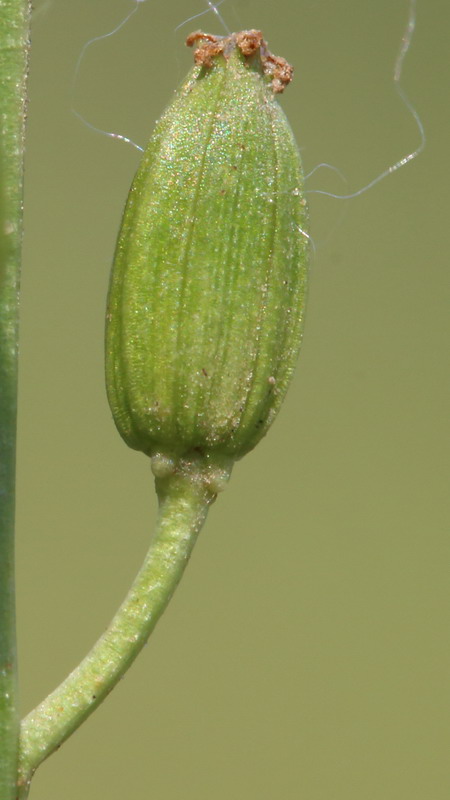 Image of Triglochin maritima specimen.