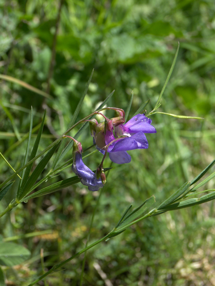 Изображение особи Lathyrus cyaneus.