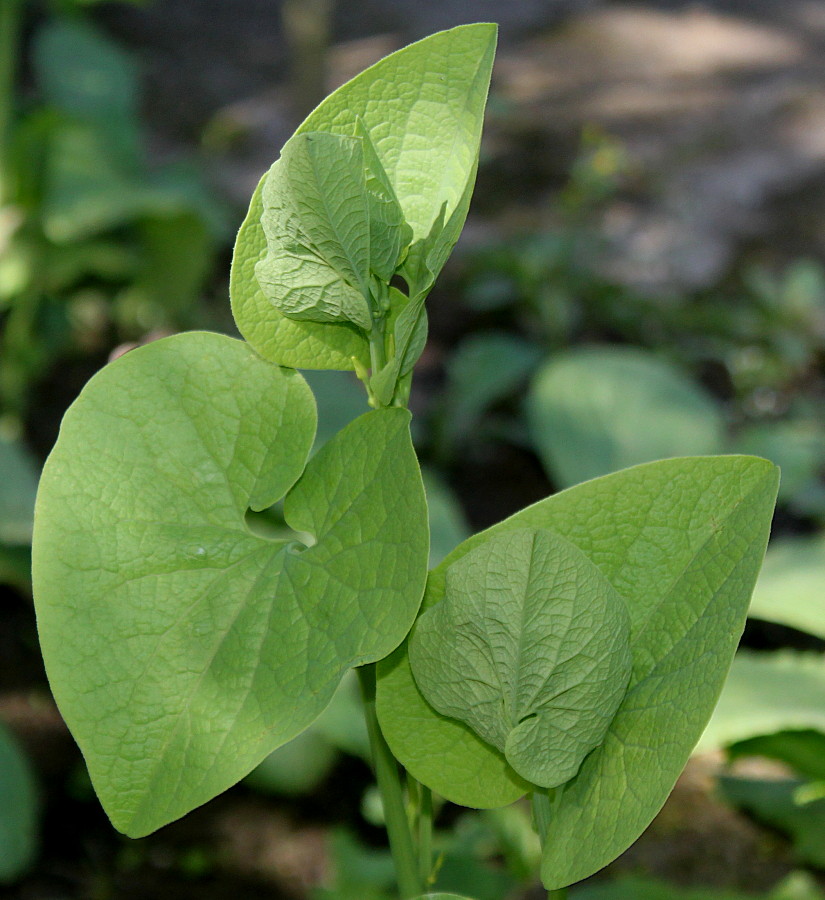 Image of Aristolochia clematitis specimen.