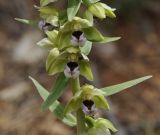 Epipactis helleborine