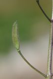 Draba stenocarpa