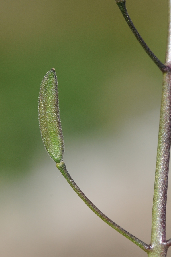 Image of Draba stenocarpa specimen.