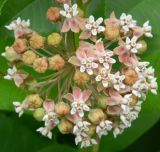 Asclepias syriaca