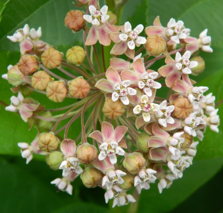 Изображение особи Asclepias syriaca.