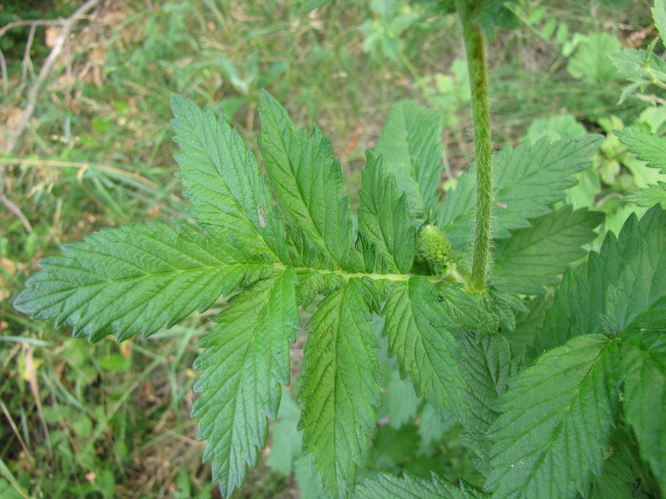 Image of Agrimonia asiatica specimen.