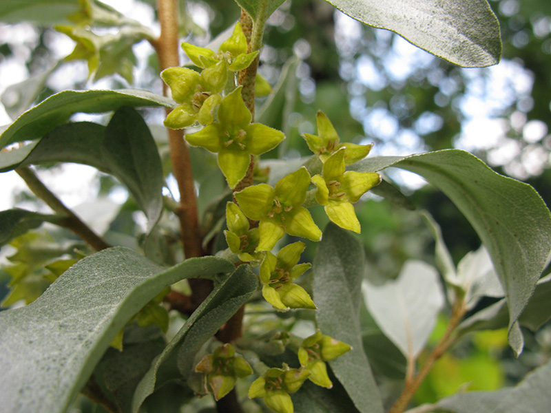 Изображение особи Elaeagnus commutata.