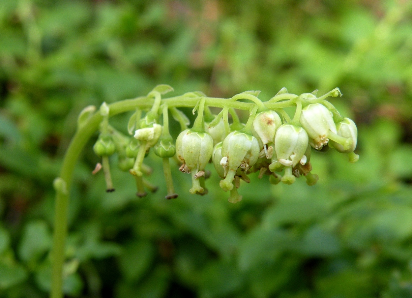 Изображение особи Orthilia secunda.