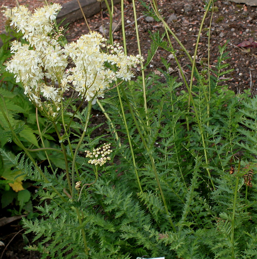 Image of Filipendula vulgaris specimen.