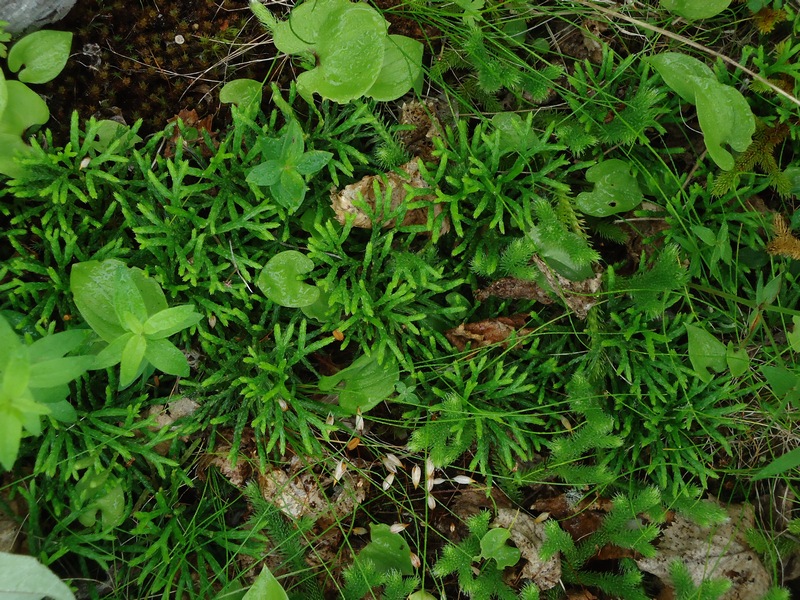 Изображение особи Diphasiastrum complanatum.