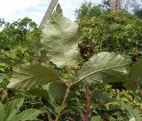 genus Rubus