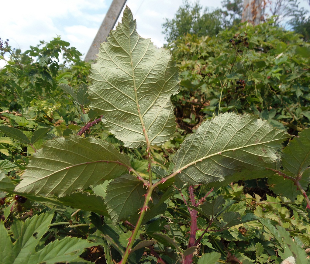 Изображение особи род Rubus.