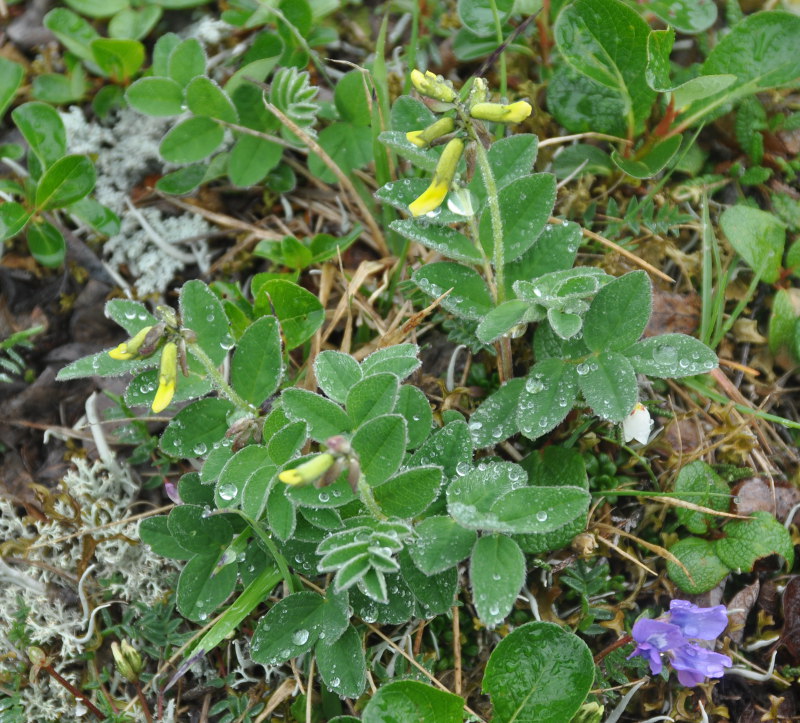 Изображение особи Astragalus umbellatus.