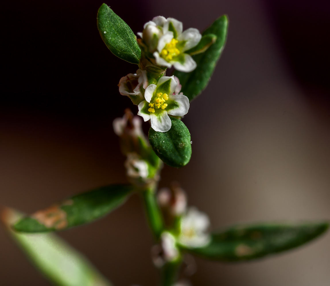 Изображение особи Polygonum aviculare.