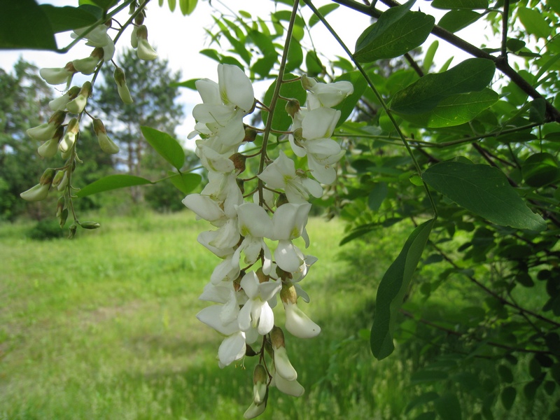 Изображение особи Robinia pseudoacacia.