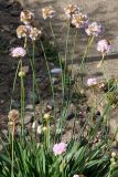 Armeria welwitschii