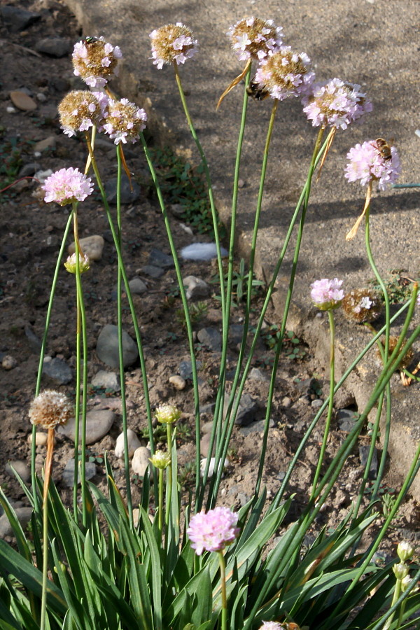 Изображение особи Armeria welwitschii.