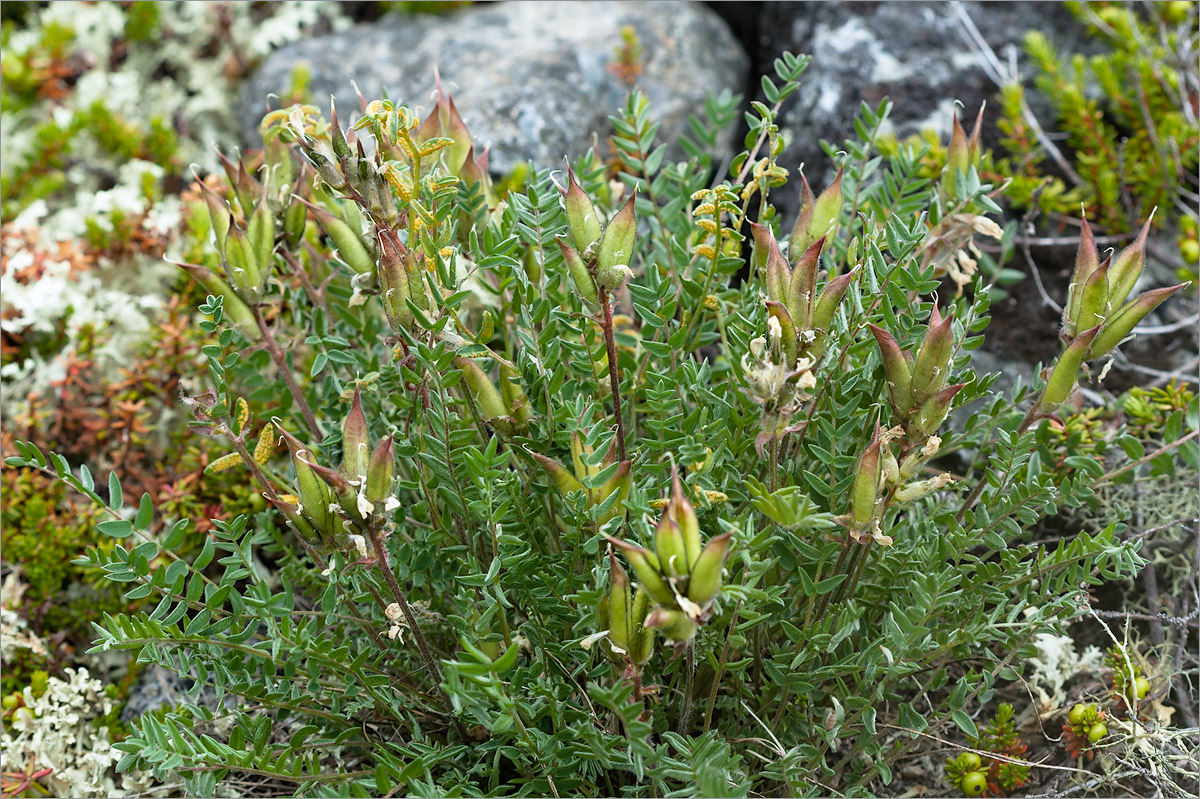 Изображение особи Oxytropis sordida.