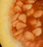 Psidium guajava