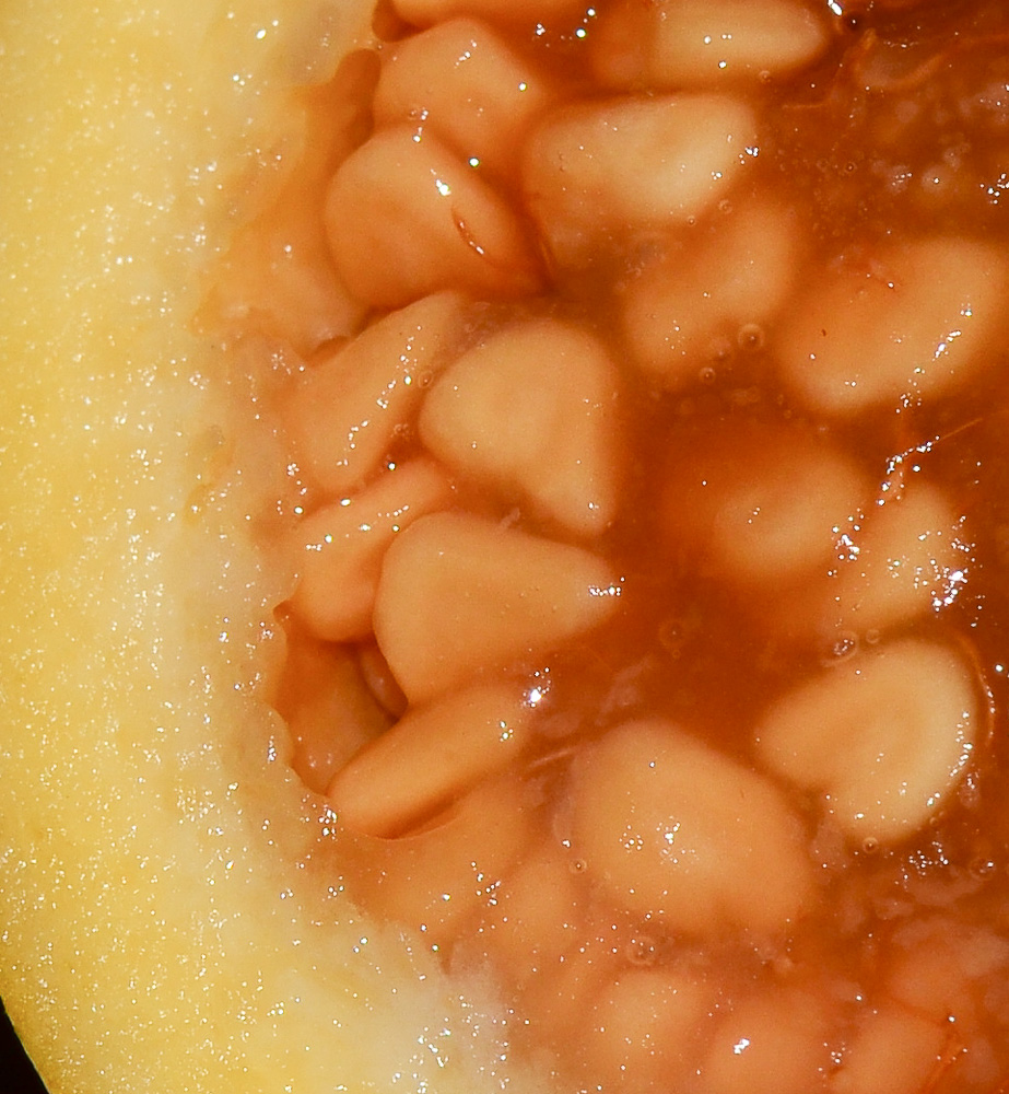 Image of Psidium guajava specimen.