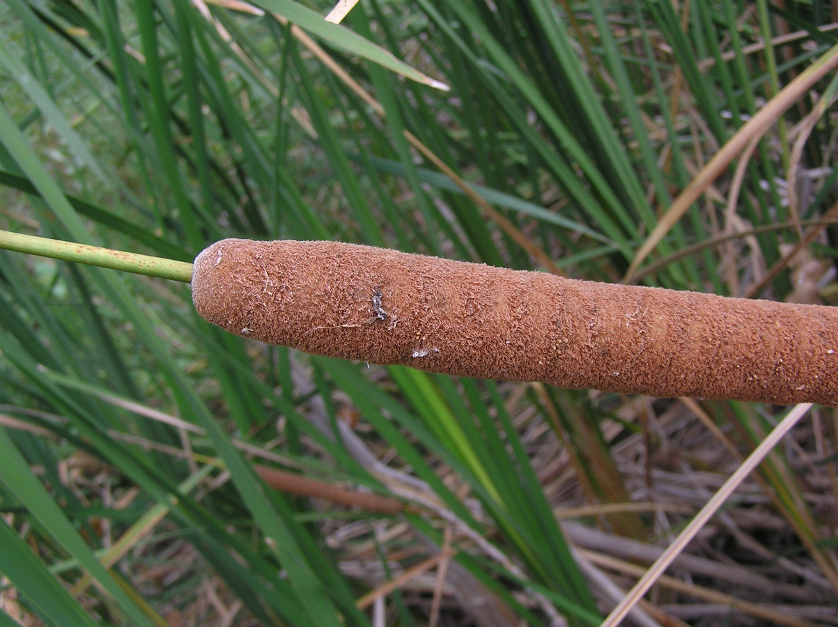 Image of Typha domingensis specimen.