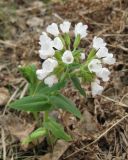 Pulmonaria mollis. Цветущее растение (белоцветковая форма). Томская обл., окр. г. Томск, лесной луг. 11.05.2009.