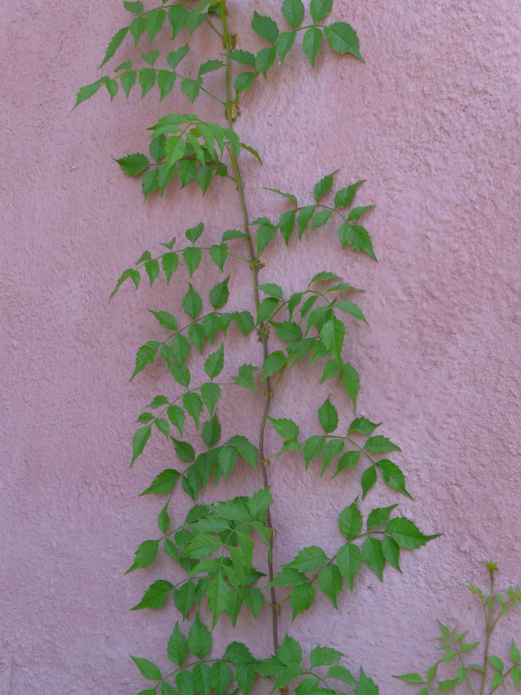 Image of Campsis radicans specimen.