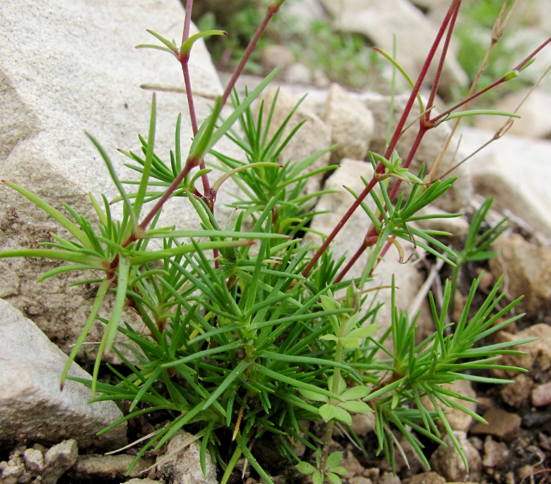 Image of Minuartia verna specimen.