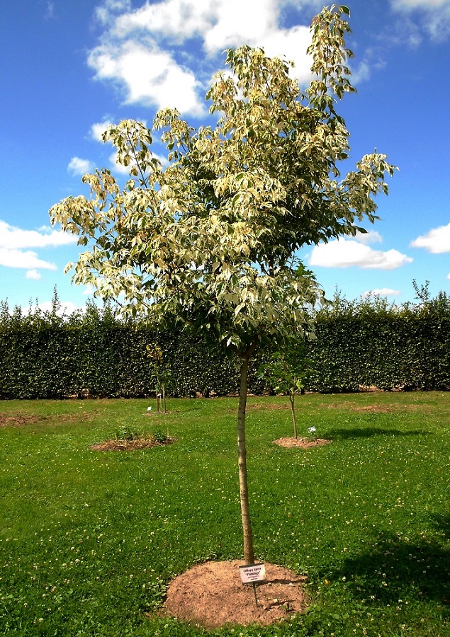 Image of Acer negundo specimen.