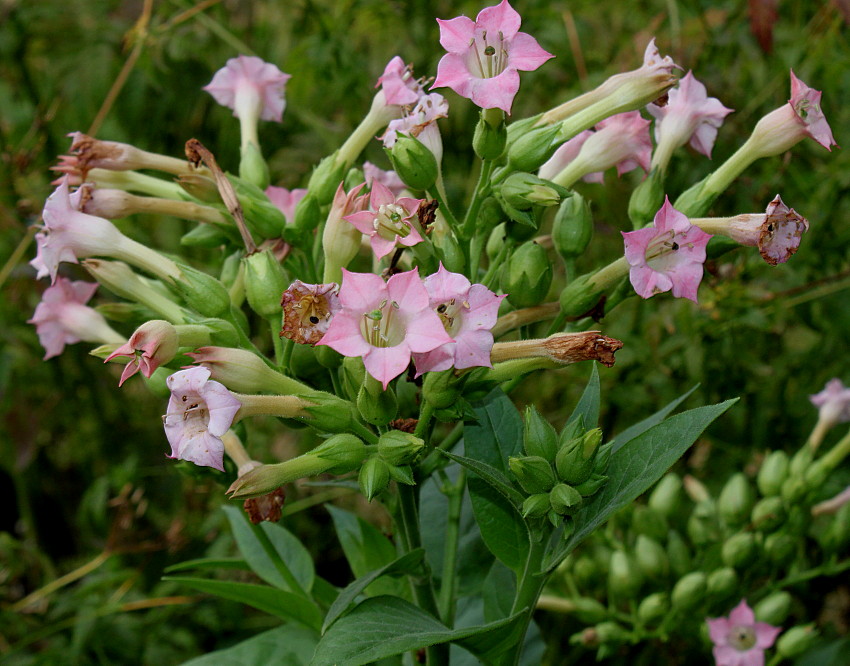 Изображение особи Nicotiana tabacum.