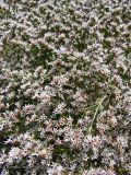 Goniolimon tataricum. Цветки. Воронежская обл., Лискинский р-н, Дивногорье. 22.07.2009.