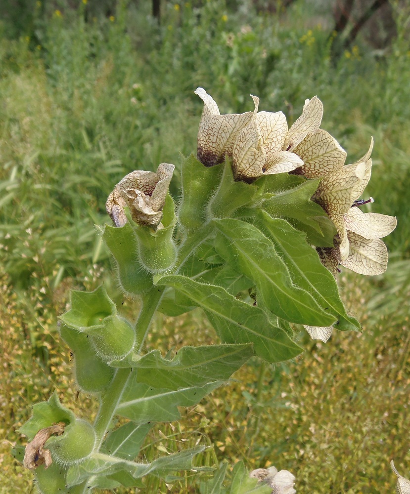 Изображение особи Hyoscyamus niger.